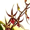 Wilhelmara Pinot Princess 'Nite Naulege' Oncidium Type Orchid Live Plant – 2.5" Pot – Fragrant Blooms Wilhelmara Pinot Princess 'Nite Naulege' Oncidium Type Orchid Live Plant – 2.5" Pot – Fragrant Blooms - Image 1