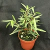 Willow Leaf Ficus Live Plant, Ficus salicifolia Tree, Rooted in 3" Pot Willow Leaf Ficus Live Plant, Ficus salicifolia Tree, Rooted in 3" Pot - Image 1