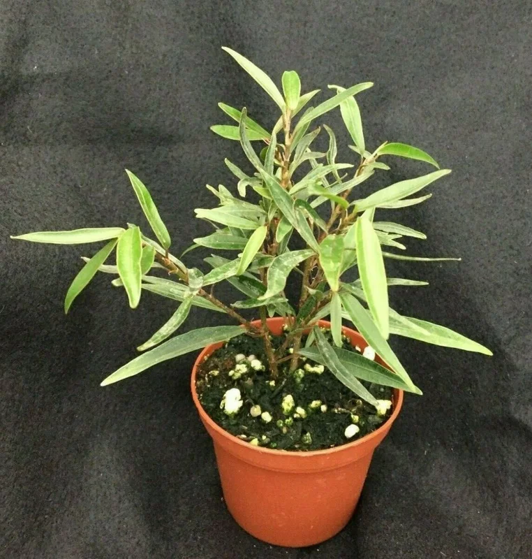 Willow Leaf Ficus Live Plant, Ficus salicifolia Tree, Rooted in 3" Pot Willow Leaf Ficus Live Plant, Ficus salicifolia Tree, Rooted in 3" Pot - Image 1