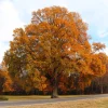 Willow Oak Live Plant – 12-18" Tall Seedling – Quart Pot – Outdoor Shade Tree - Image 1
