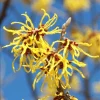 Witch Hazel Live Plant – American Witch Hazel Shrub, Fragrant Yellow Flowers, 6-12 Inches Tall, Quart Pot - Image 1