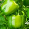 Wonder Bell Pepper Live Plants – Sweet Pepper – Set of 3 – Vegetative Stage Wonder Bell Pepper Live Plants – Sweet Pepper – Set of 3 – Vegetative Stage - Image 1