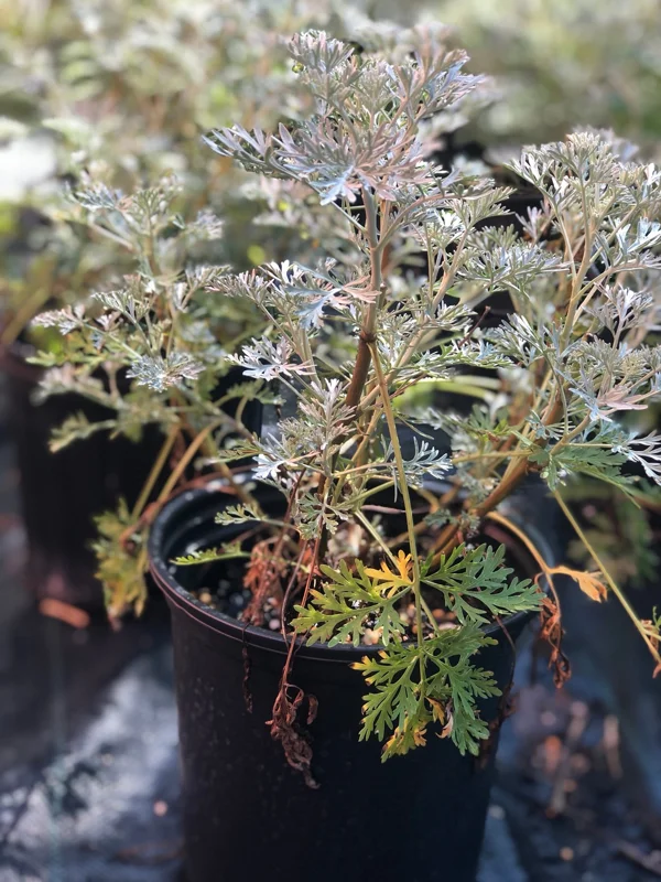Wormwood 'Powis Castle' Live Plant – Artemisia – 1 Gallon Pot – Outdoor Shrub - Image 2