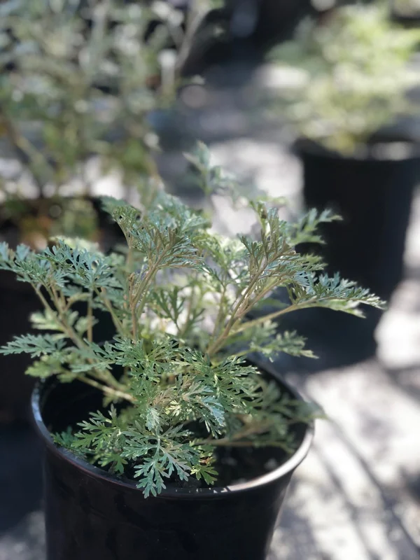 Wormwood 'Powis Castle' Live Plant – Artemisia – 1 Gallon Pot – Outdoor Shrub Wormwood 'Powis Castle' Live Plant – Artemisia – 1 Gallon Pot – Outdoor Shrub - Image 3