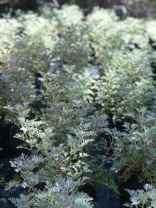 Wormwood 'Powis Castle' Live Plant – Artemisia – 1 Gallon Pot – Outdoor Shrub - Image 1