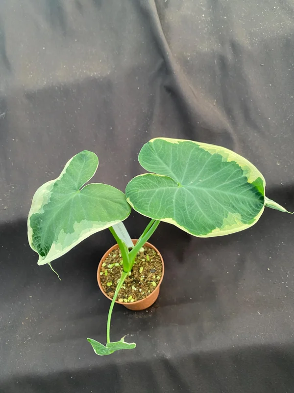 Xanthosoma Albo Variegata Live Plant - Alocasia Mickey Mouse - 3 inch Pot - Image 2