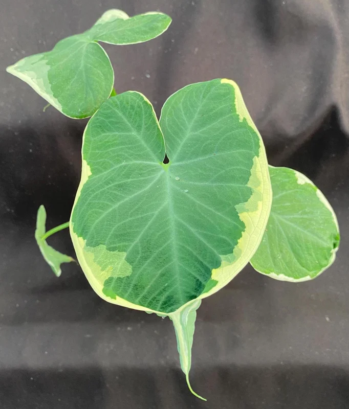 Xanthosoma Albo Variegata Live Plant - Alocasia Mickey Mouse - 3 inch Pot - Image 1
