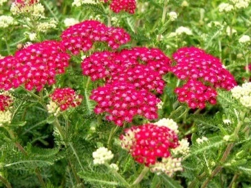 Yarrow 'Cerise Queen' Live Plant – Perennial Flower – Outdoor Garden - Image 2