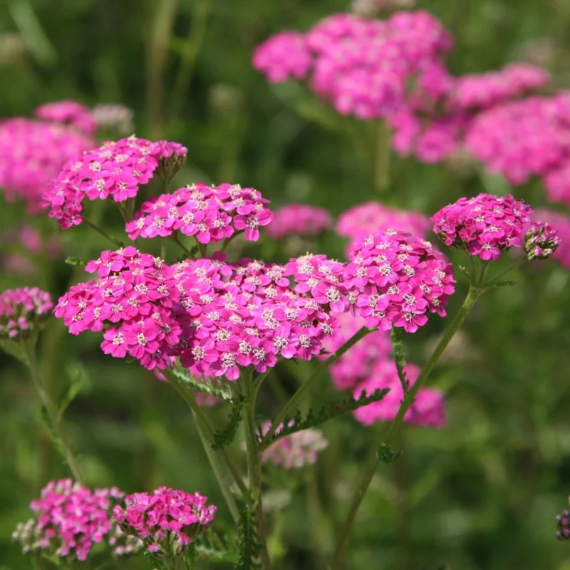 Yarrow 'Cerise Queen' Live Plant – Perennial Flower – Outdoor Garden - Image 1