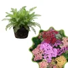 Yarrow Flowerburst Fruit Bowl Plant Plug - Small Live Flower Plant - Image 1