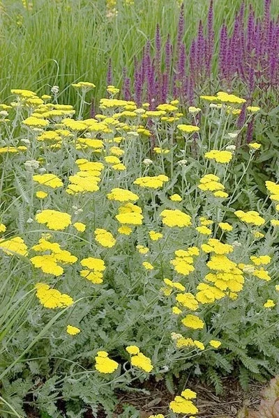 Yarrow Moonshine Live Plant - Achillea Perennial Outdoor Flower - Image 1