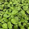 Yellow Carolina Reaper Super Hot Pepper Live Plants - Lot of 3, 75+ Days Old - Image 1