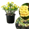 Yellow Crown of Thorns Live Plant – Euphorbia Milii – 4-6 Inches Tall – 4 Inch Pot - Image 1