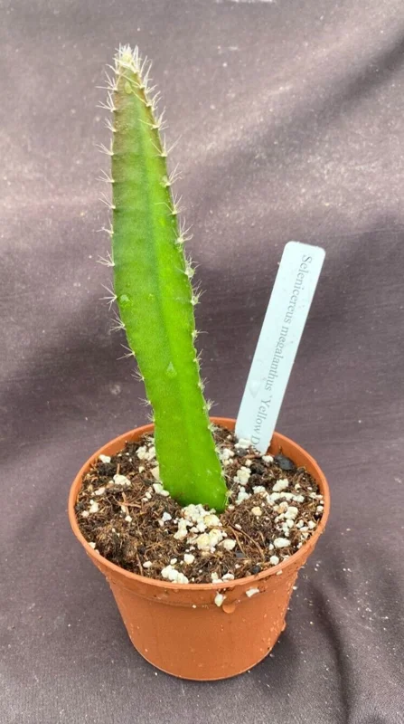 Yellow Dragon Fruit Live Plant - Selenicereus megalanthus - Rooted in 3 inch Pot - Image 2