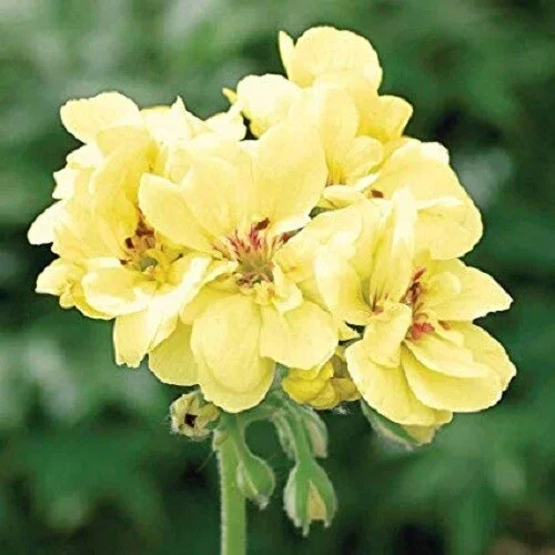 Yellow Geranium Seeds – Perennial Flower Seeds – 175 Seeds – Outdoor Bloom - Image 1
