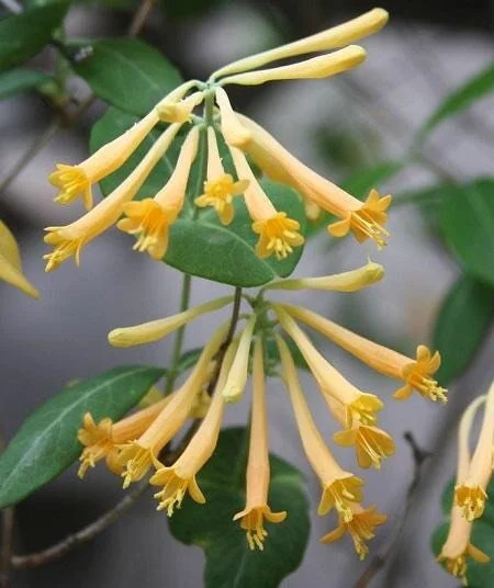 Yellow Honeysuckle Vine – Lonicera sempervirens Sulphurea – Live 1 Gallon Plant – Outdoor - Image 2