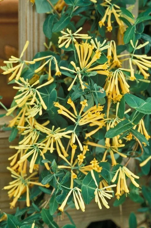 Yellow Honeysuckle Vine – Lonicera sempervirens Sulphurea – Live 1 Gallon Plant – Outdoor Yellow Honeysuckle Vine – Lonicera sempervirens Sulphurea – Live 1 Gallon Plant – Outdoor - Image 3