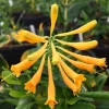 Yellow Honeysuckle Vine – Lonicera sempervirens Sulphurea – Live 1 Gallon Plant – Outdoor Yellow Honeysuckle Vine – Lonicera sempervirens Sulphurea – Live 1 Gallon Plant – Outdoor - Image 1