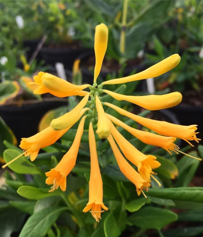 Yellow Honeysuckle Vine – Lonicera sempervirens Sulphurea – Live 1 Gallon Plant – Outdoor - Image 1