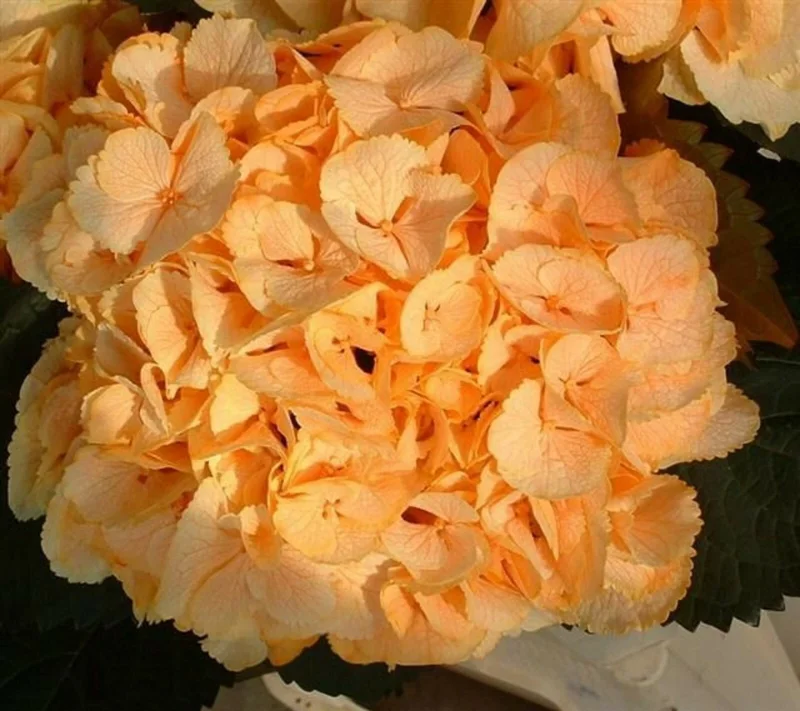 Yellow Hydrangea Seeds - 5 Count Perennial Hardy Shrub Bloom - Image 1