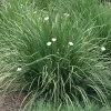 Yellow Iris Dietes Bicolor Live Plant – 1 Gallon Pot – Outdoor - Image 1