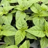 Yellow Jamaica Scotch Bonnet Chili Live Plants - Super Hot Pepper, 3 Pack - Image 1