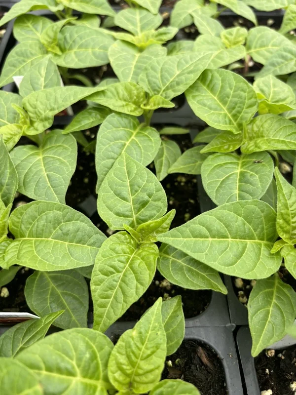 Yellow Jamaica Scotch Bonnet Chili Live Plants - Super Hot Pepper, 3 Pack Yellow Jamaica Scotch Bonnet Chili Live Plants - Super Hot Pepper, 3 Pack - Image 1