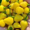 Yellow Jelly Bean Fire Super Hot Pepper Live Plants - 3 Pack Chili Yellow Jelly Bean Fire Super Hot Pepper Live Plants - 3 Pack Chili - Image 1