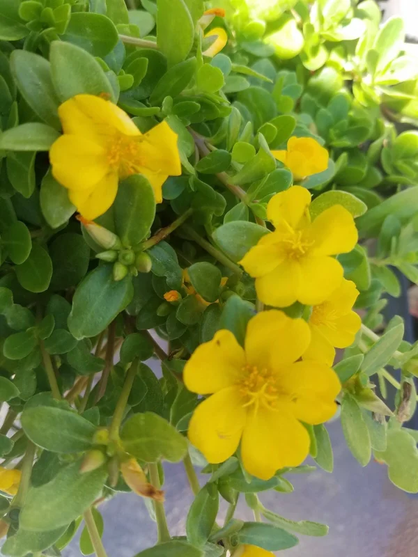 Yellow Single Flower Purslane Live Plant Cuttings - Vibrant Purple Blooms - Image 2