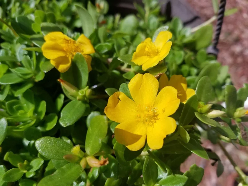 Yellow Single Flower Purslane Live Plant Cuttings - Vibrant Purple Blooms - Image 1