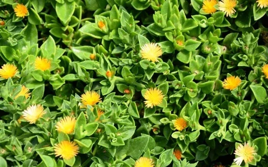 Yellow Sun Rose Live Plant – Aptenia Cordifolia – Flowering Succulent – Outdoor Groundcover - Image 1