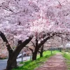 Yoshino Cherry Blossom Tree Live Plant – Prunus yedoensis – 2.5 Inch Pot – Outdoor Ornamental - Image 1