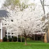 Yoshino Cherry Tree Seeds - 5 Pack - Flowering Japanese Ornamental Pink - Image 1