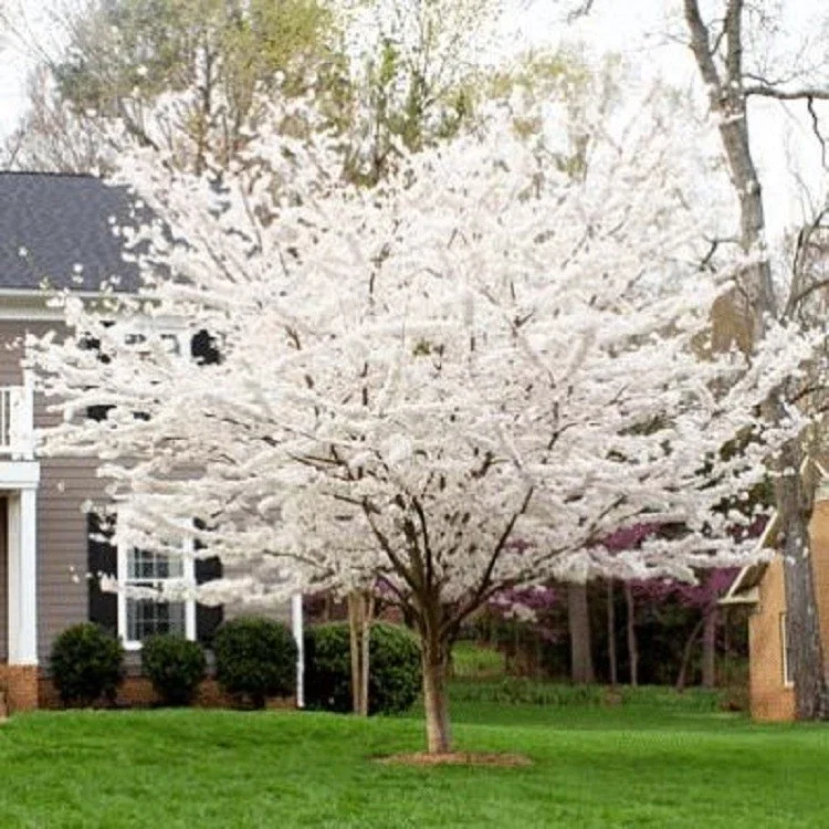 Yoshino Cherry Tree Seeds - 5 Pack - Flowering Japanese Ornamental Pink - Image 2