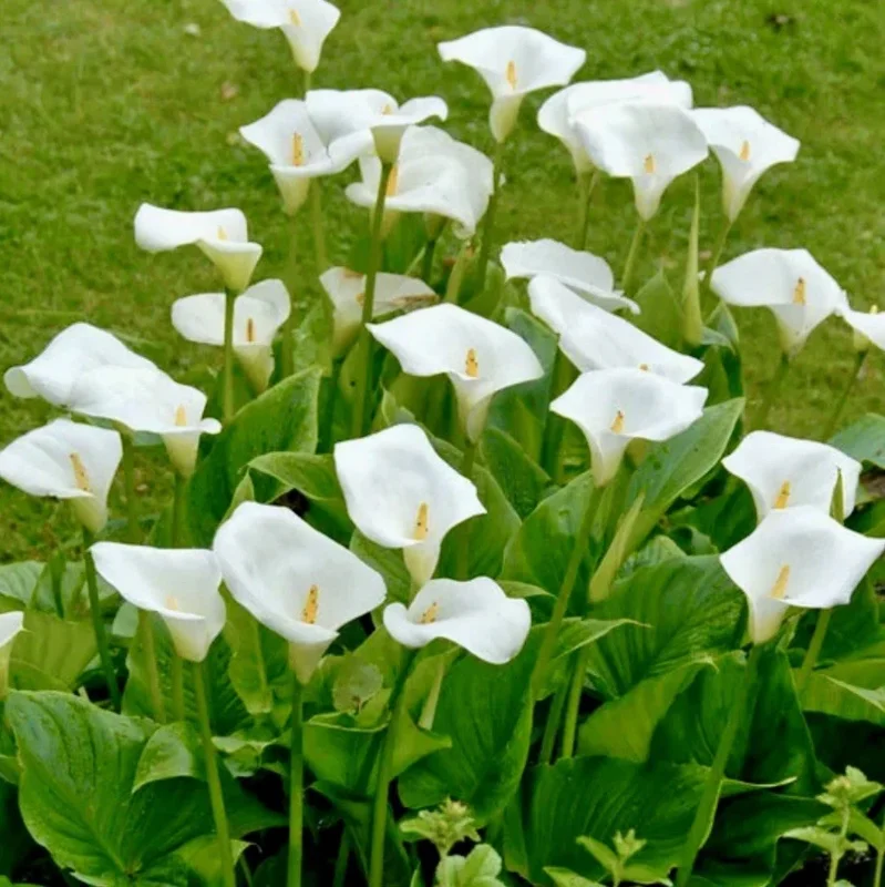 Zantedeschia Aethiopica White Calla Lily Bulbs - 10 Live Flower Bulbs Zantedeschia Aethiopica White Calla Lily Bulbs - 10 Live Flower Bulbs - Image 2