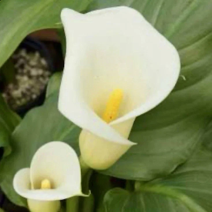 Zantedeschia Aethiopica White Calla Lily Bulbs - 10 Live Flower Bulbs Zantedeschia Aethiopica White Calla Lily Bulbs - 10 Live Flower Bulbs - Image 3