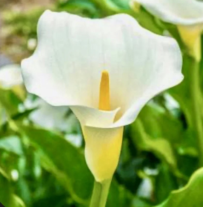 Zantedeschia Aethiopica White Calla Lily Bulbs - 10 Live Flower Bulbs Zantedeschia Aethiopica White Calla Lily Bulbs - 10 Live Flower Bulbs - Image 1