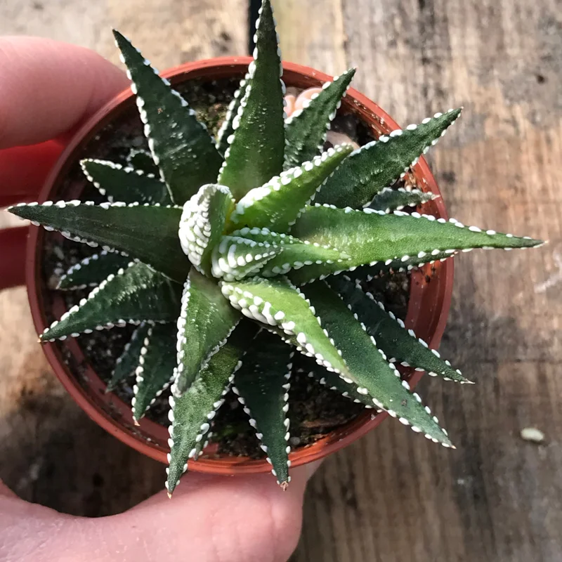 Zebra Plant (Haworthia Fasciata) Live Succulent - Indoor Potted Houseplant Zebra Plant (Haworthia Fasciata) Live Succulent - Indoor Potted Houseplant - Image 3
