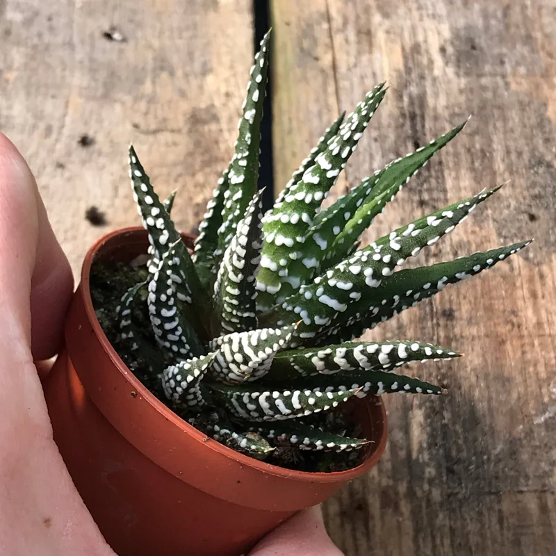 Zebra Plant (Haworthia Fasciata) Live Succulent - Indoor Potted Houseplant Zebra Plant (Haworthia Fasciata) Live Succulent - Indoor Potted Houseplant - Image 4