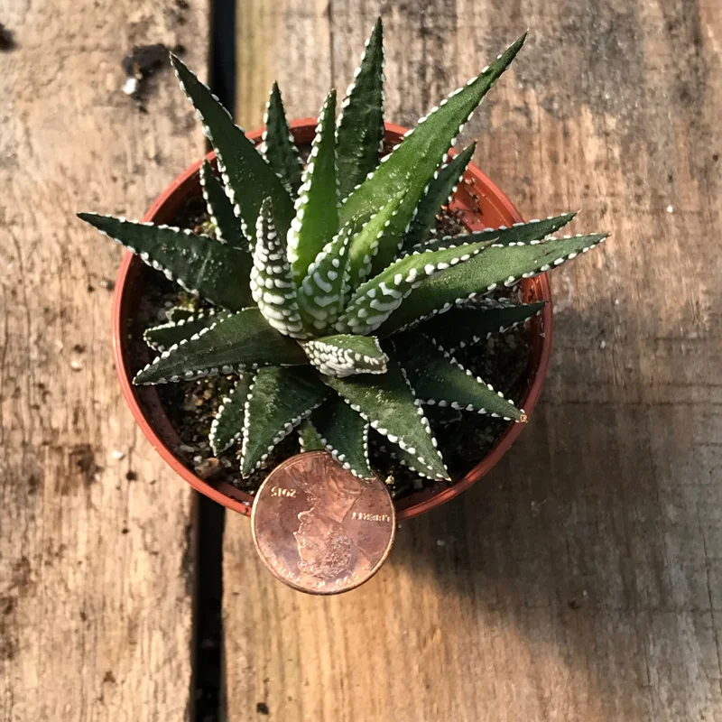 Zebra Plant (Haworthia Fasciata) Live Succulent - Indoor Potted Houseplant Zebra Plant (Haworthia Fasciata) Live Succulent - Indoor Potted Houseplant - Image 5
