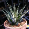 Zebra Plant (Haworthia Fasciata) Live Succulent - Indoor Potted Houseplant Zebra Plant (Haworthia Fasciata) Live Succulent - Indoor Potted Houseplant - Image 1