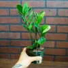 ZZ Plant Live Houseplant – Zamioculcas Zamiifolia – 4 inch Potted Indoor Plant ZZ Plant Live Houseplant – Zamioculcas Zamiifolia – 4 inch Potted Indoor Plant - Image 1