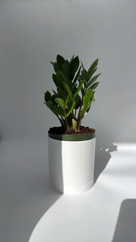 ZZ Plant Live Plant 6 inch Pot - Low Light Easy Care Houseplant Indoor - Image 2