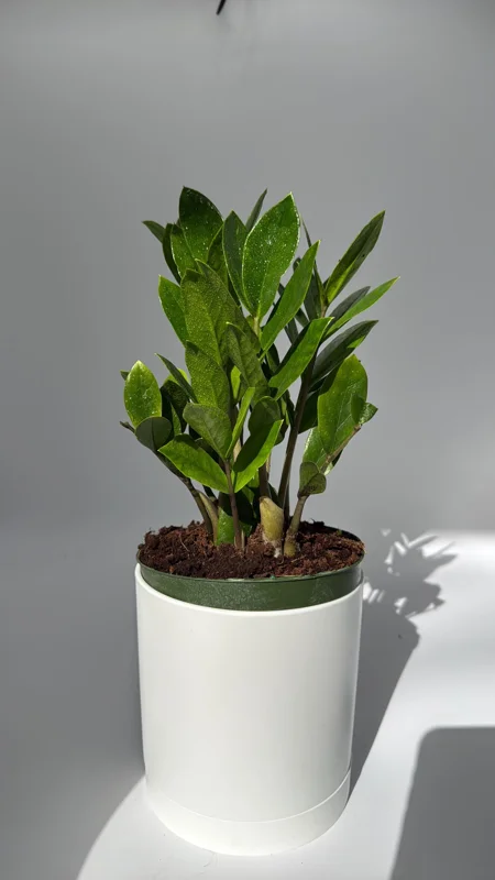 ZZ Plant Live Plant 6 inch Pot - Low Light Easy Care Houseplant Indoor ZZ Plant Live Plant 6 inch Pot - Low Light Easy Care Houseplant Indoor - Image 3