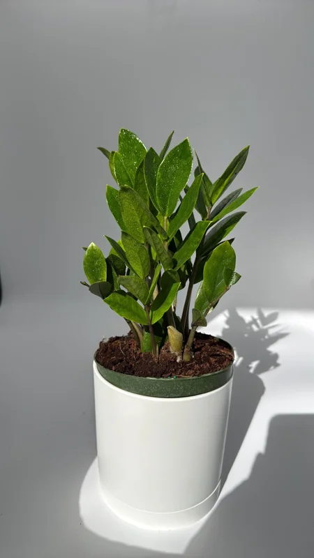 ZZ Plant Live Plant 6 inch Pot - Low Light Easy Care Houseplant Indoor ZZ Plant Live Plant 6 inch Pot - Low Light Easy Care Houseplant Indoor - Image 4