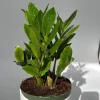 ZZ Plant Live Plant 6 inch Pot - Low Light Easy Care Houseplant Indoor ZZ Plant Live Plant 6 inch Pot - Low Light Easy Care Houseplant Indoor - Image 1