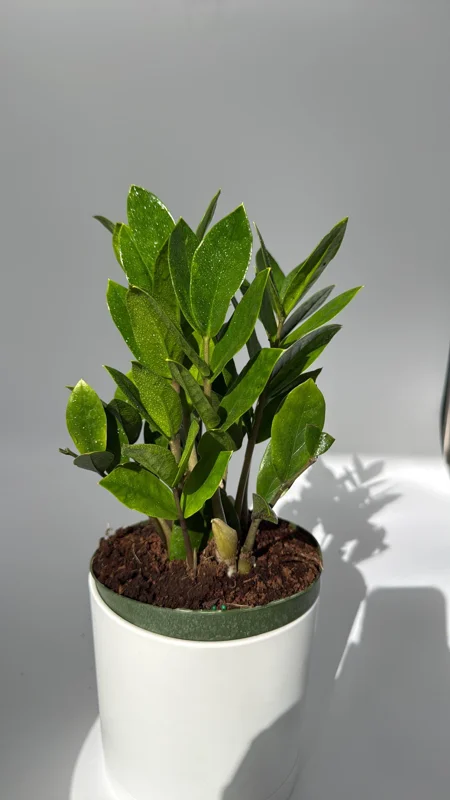 ZZ Plant Live Plant 6 inch Pot - Low Light Easy Care Houseplant Indoor - Image 1