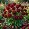 2 Ball Babette Dahlia Tubers - Deep Red Pompom Dahlia Bulbs for Cut Flowers - Image 1