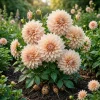 2 Cafe au Lait Dinnerplate Dahlia Tubers - Salmon Huge Blooms for Cut Flowers - Image 1