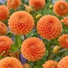 2 Orange Pompom Dahlia Bulbs for Cut Flowers - Vibrant Blooms - Image 1